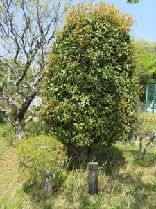 昭和57年 昭和20年津知国民学校卒業生記念植樹